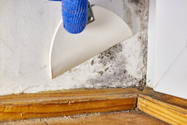 Best Mold Odor Removal Services  in Pflugerville, TX